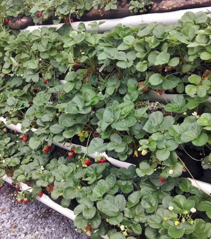 Strawberries growing in the BroGrow System