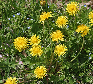 Dandelions are a common broadleaf lawn weed