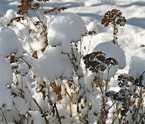 dried flowerheads covered with hats of snow