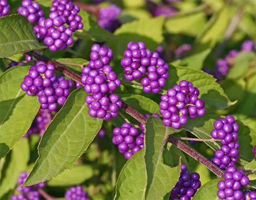 Bright purple berries of Callicarpa