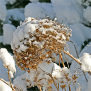 snow lays on a dried hydrangea flower