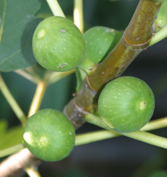 young figs