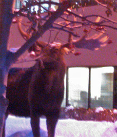 Moose eating mountainash