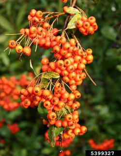 Pyracantha berries. Robert Vidéki, Doronicum Kft., Bugwood.org