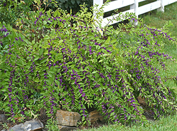 Callicarpa shrub