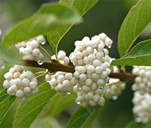 White-berried callicarpa