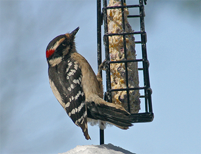 Downy woodpecker at the suet feeder