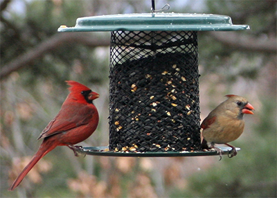A pair of cardinals