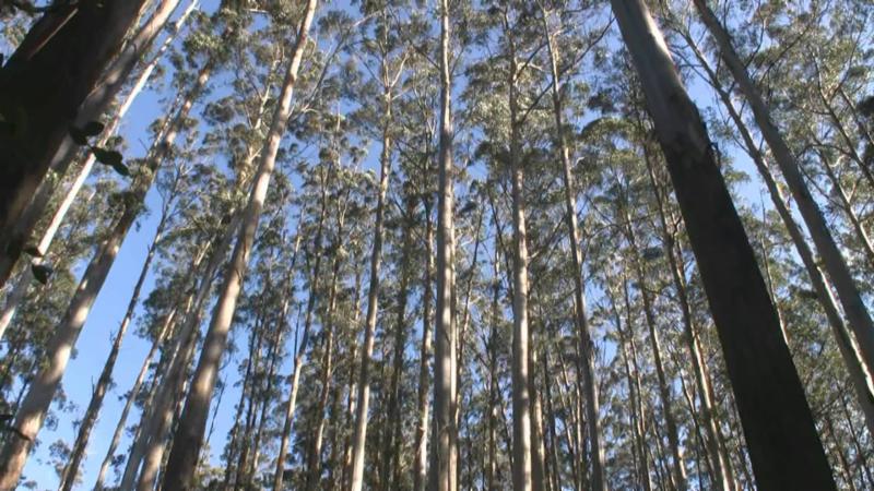 Australian Mountain Ash (Eucalyptus Regnans)